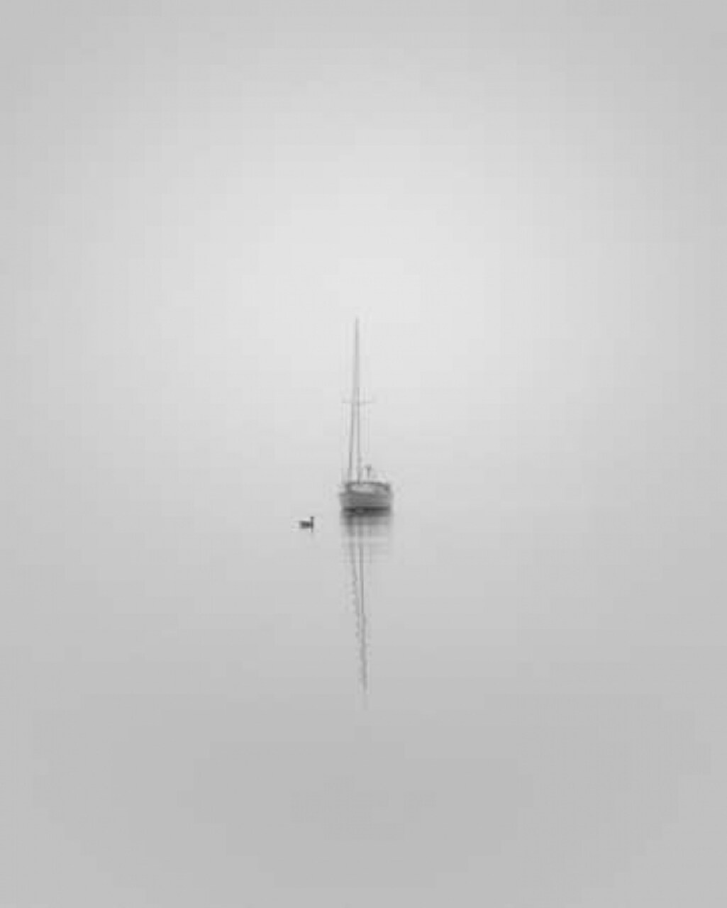 Companions Poster Print by Nicholas Bell - Item # VARPDXB2800D